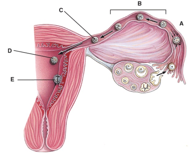 anatomy-and-physiology-questions-development-and-inheritance-quiz